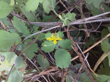 Chelidonium majus